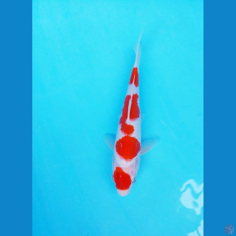 KOHAKU MARUTEN 24 CM / FM