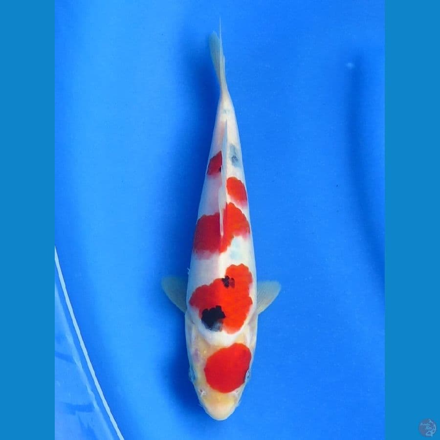 24cm - Best Tategoi Sanke