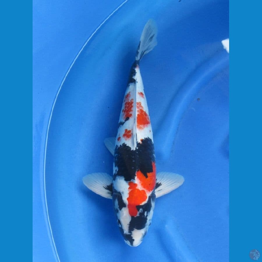 45cm - Red Showa F1