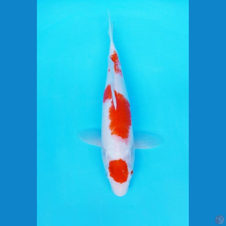 MARUTEN KOHAKU 30 CM / FM