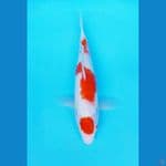 MARUTEN KOHAKU 30 CM / FM