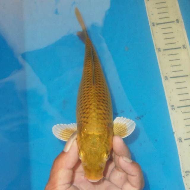 CHAGOI JINAK