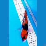 SHOWA GINRIN 26 CM / MALE