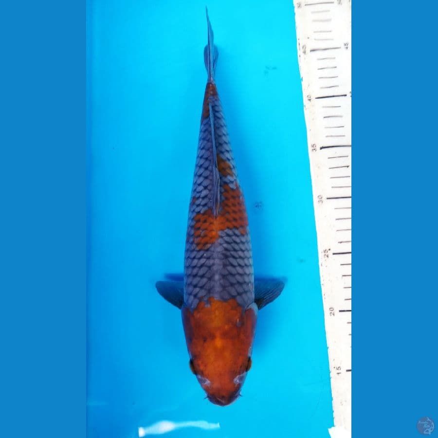 OCHIBA 33 CM / FM