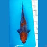 OCHIBA 33 CM / FM