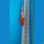 kindai showa HQ 38 cm jantan