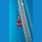 showa HQ 32 cm jantan