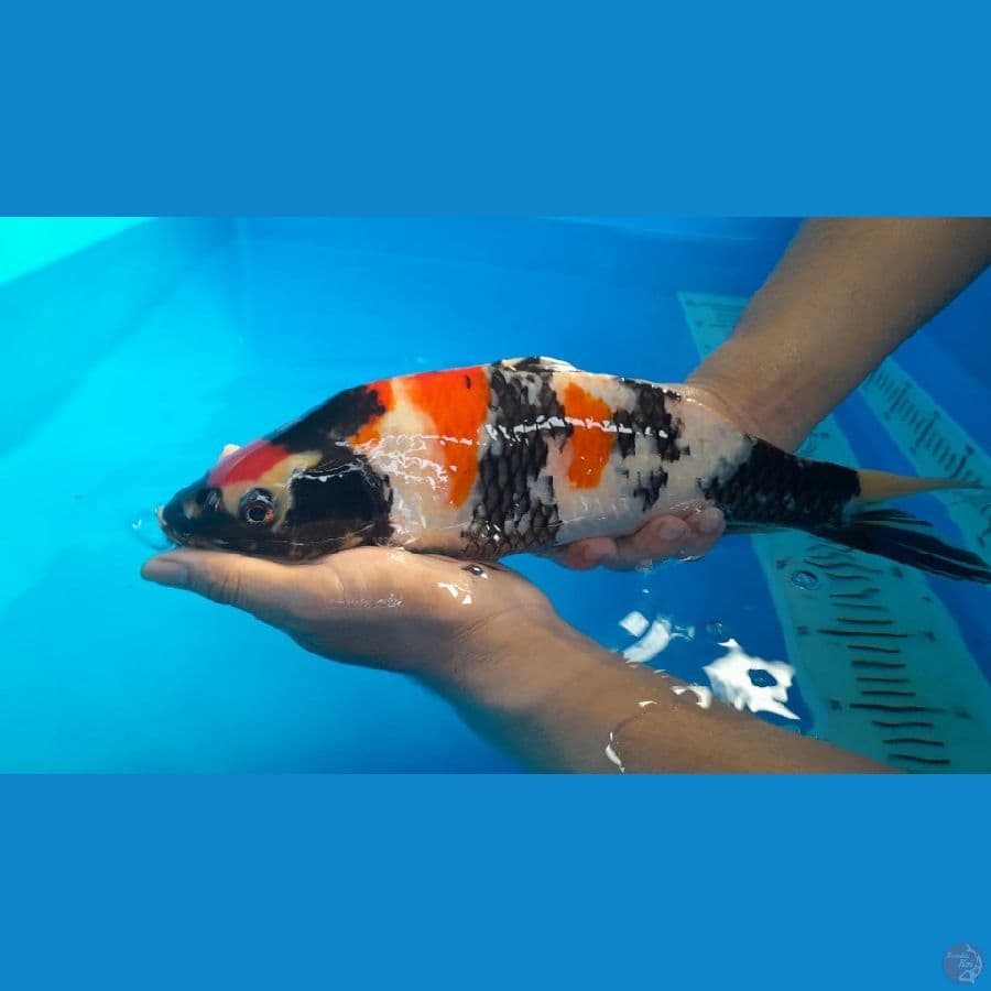maruten showa munuk bulky 34 cm male