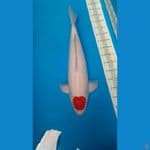 tancho kohaku 59 cm male original jumbo