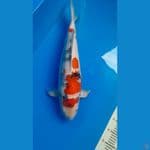kindai showa 55cm jumbo male baby face