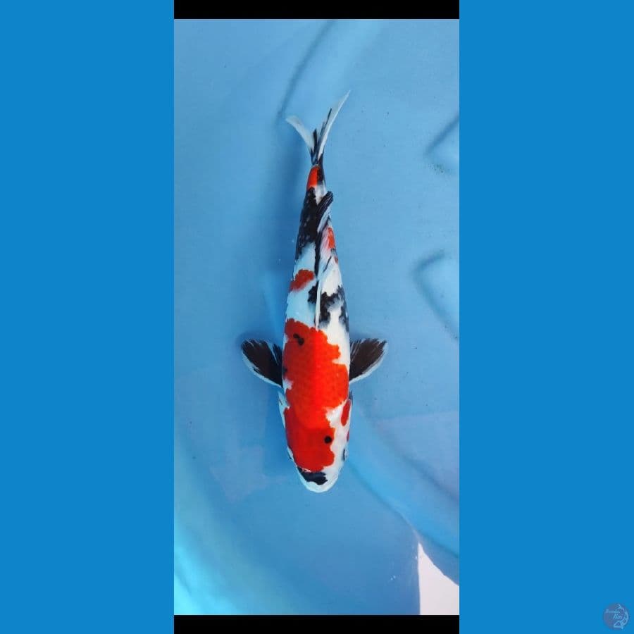 kindai showa -+35 cm jantan