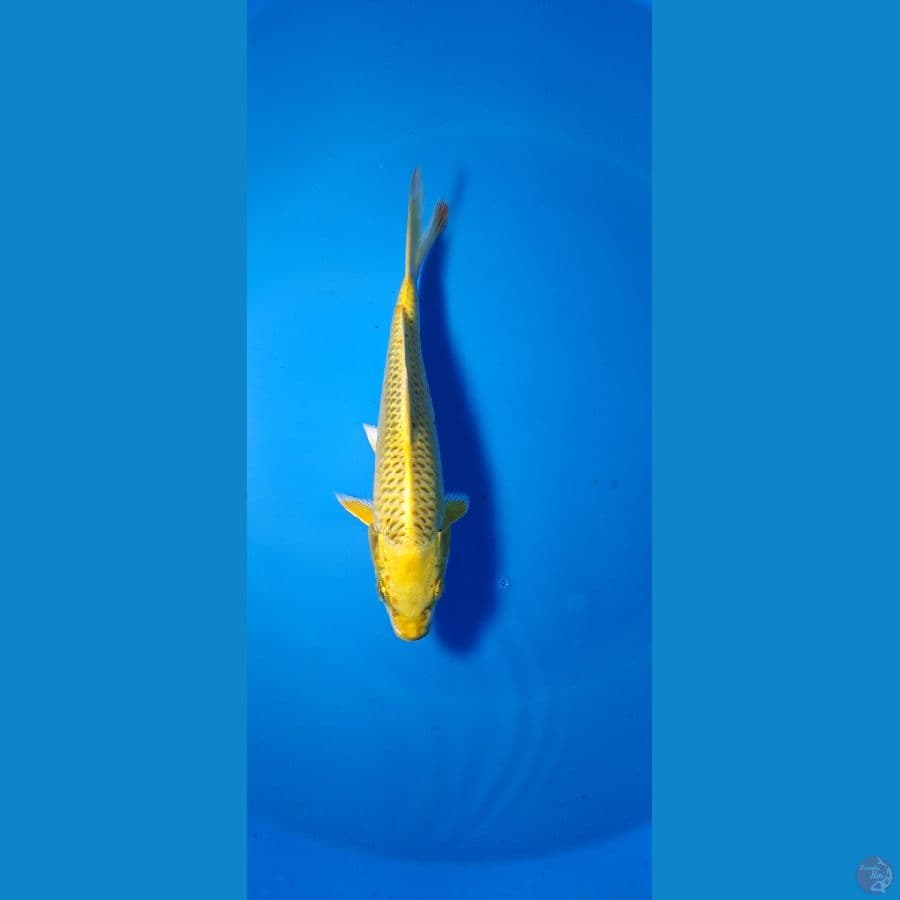 ogon 20 Bu
