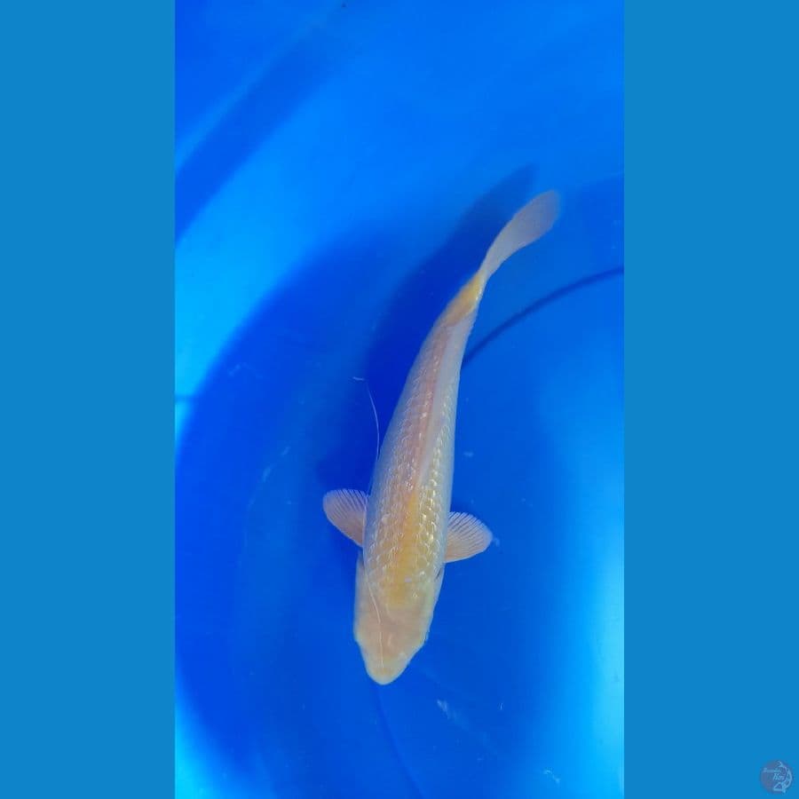 Lemon gindrin 25cm