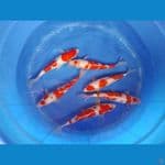 kohaku 6 ekor 26-29cm