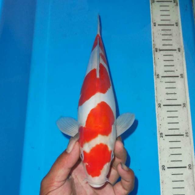 KOHAKU