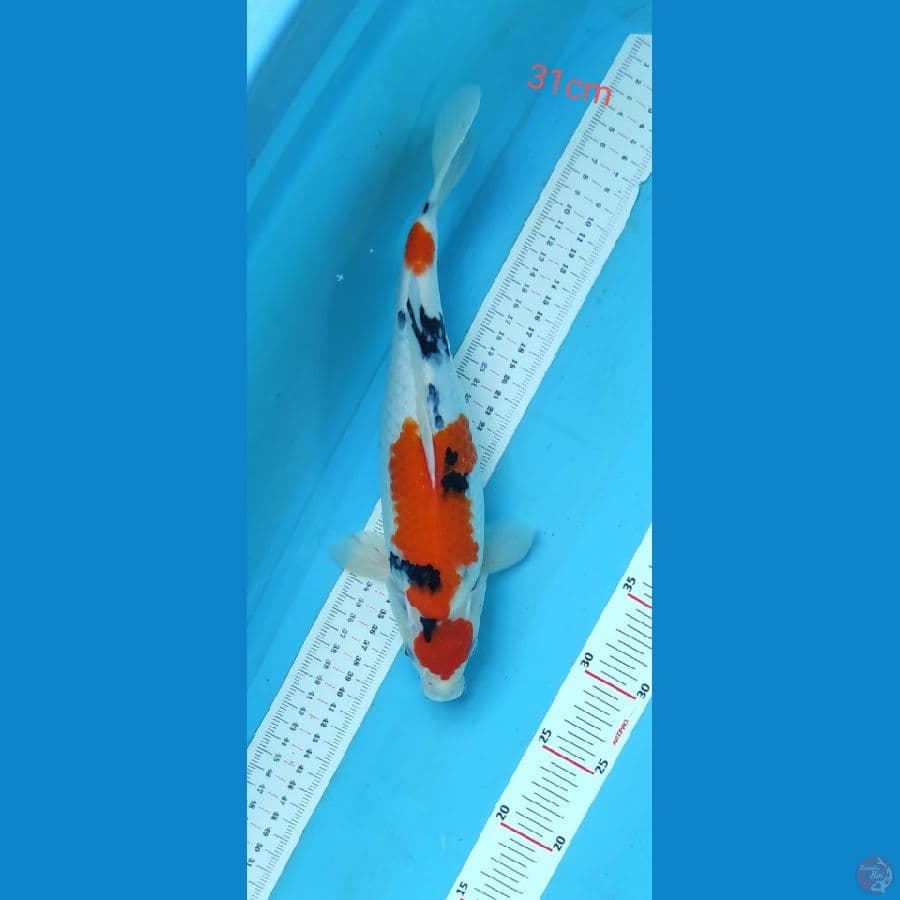 sanky 31cm
