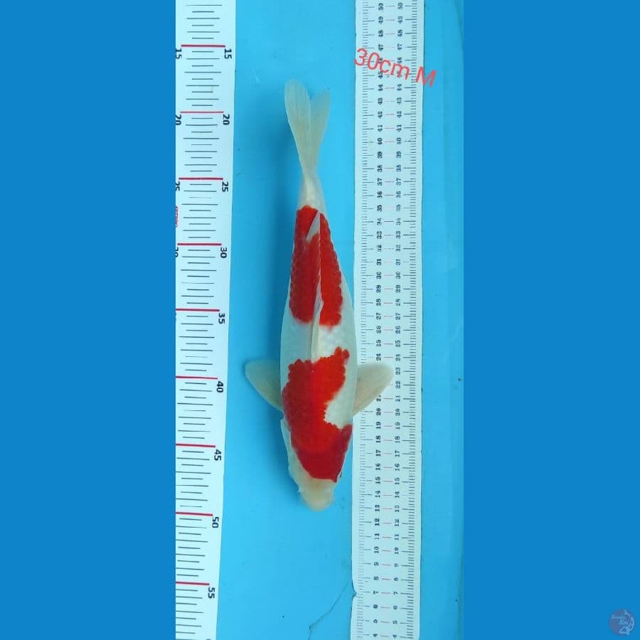 kohaku 30cm jantan