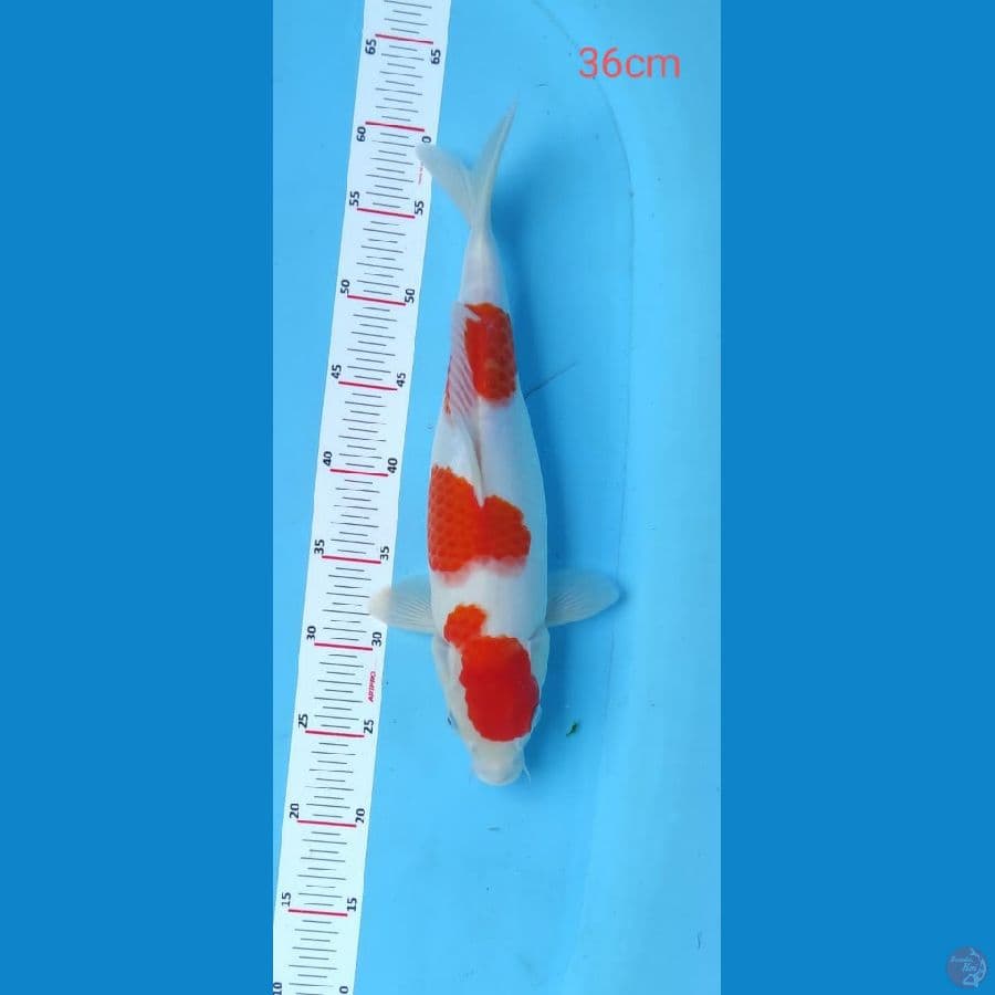 kohaku 36cm