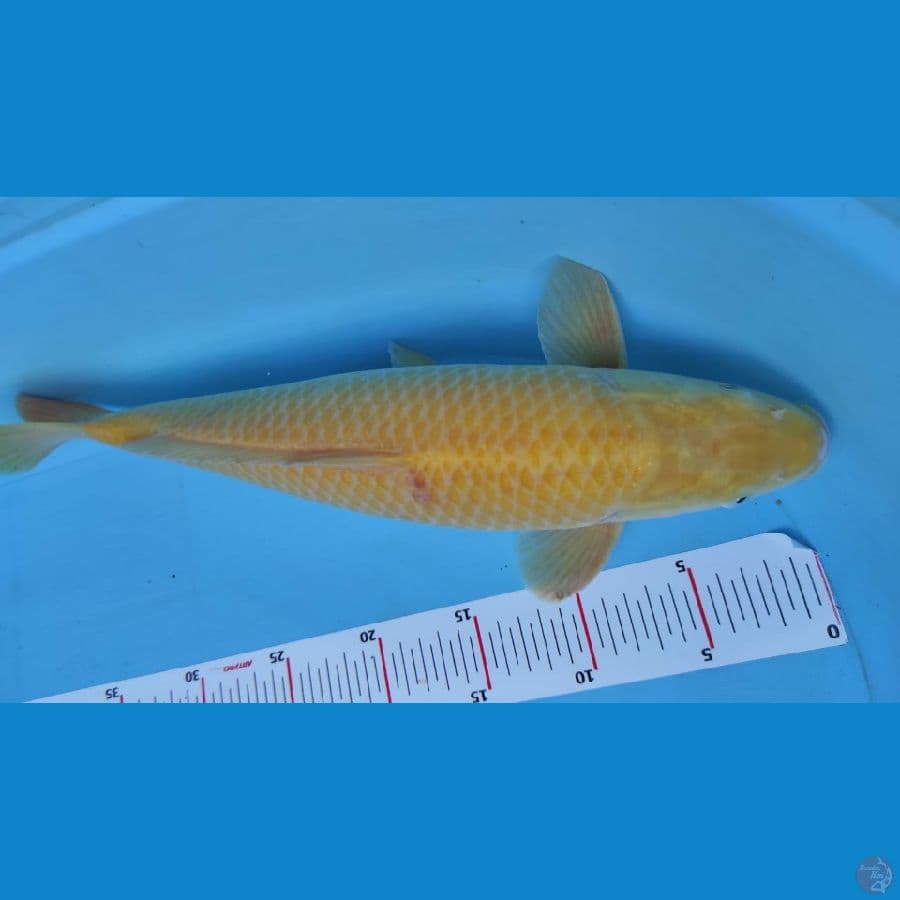 karazi sisik jagong 42cm jantan