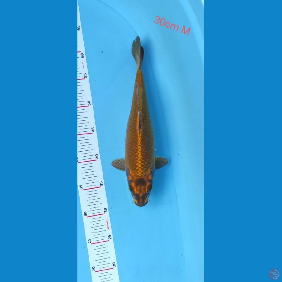 mukasi super 30cm