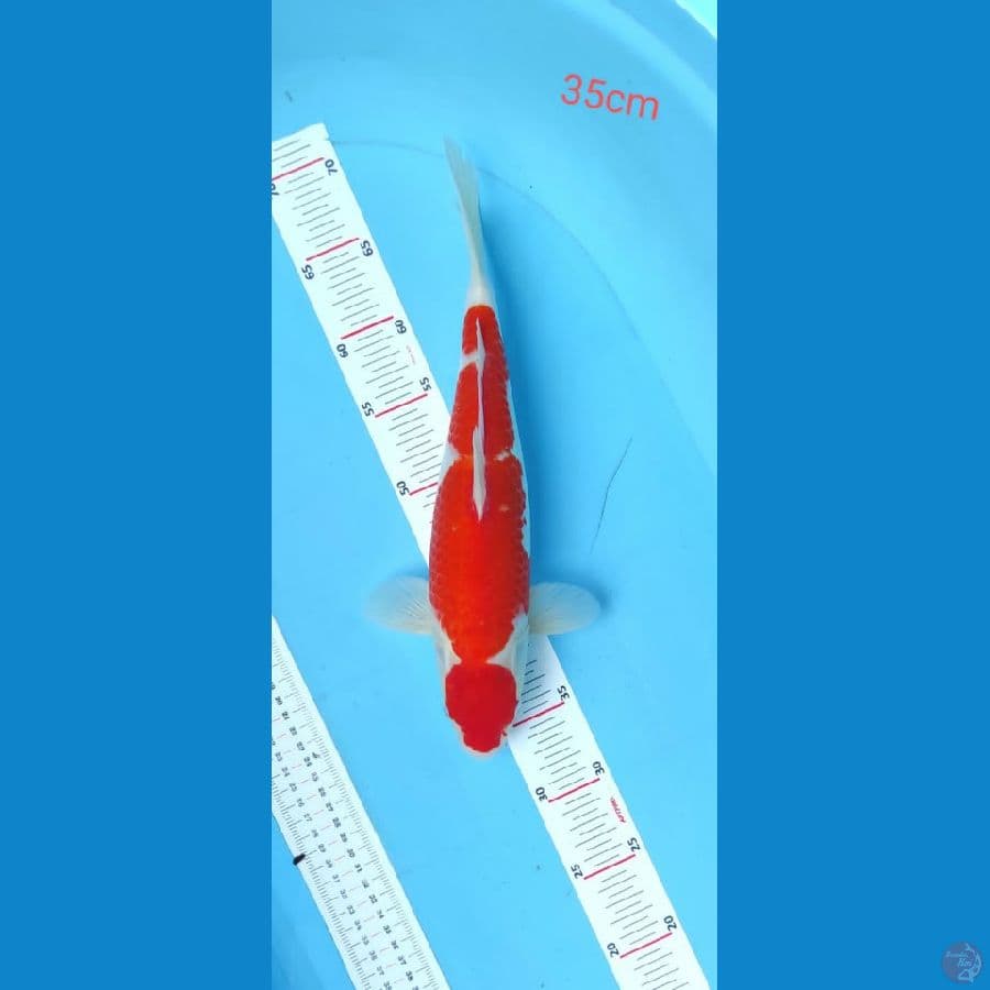 kohaku SQ 35cm
