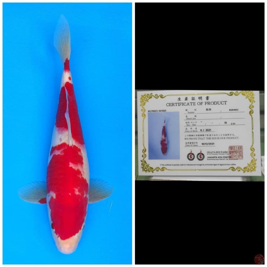 Ogata Kohaku