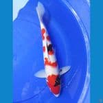 showa maroten 43 cm