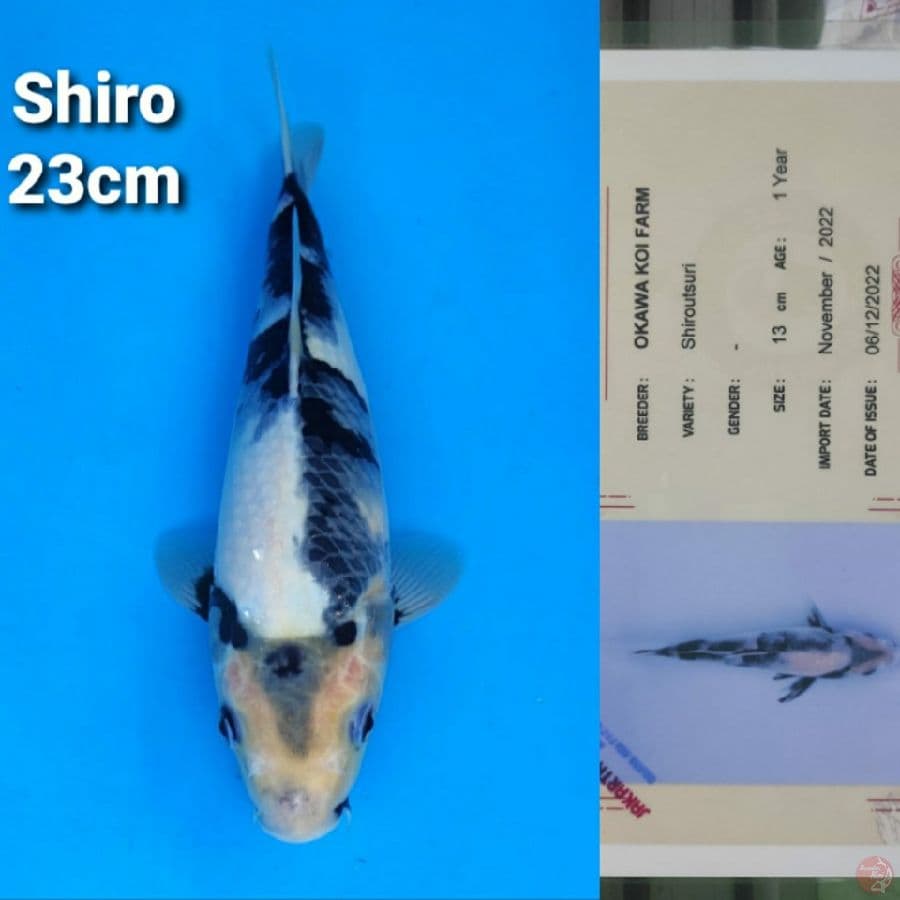 OKAWA SHIRO 23CM SERTI