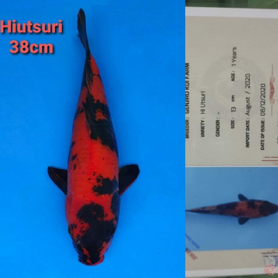 GENJIRO HIUTSURI 38CM SERTI
