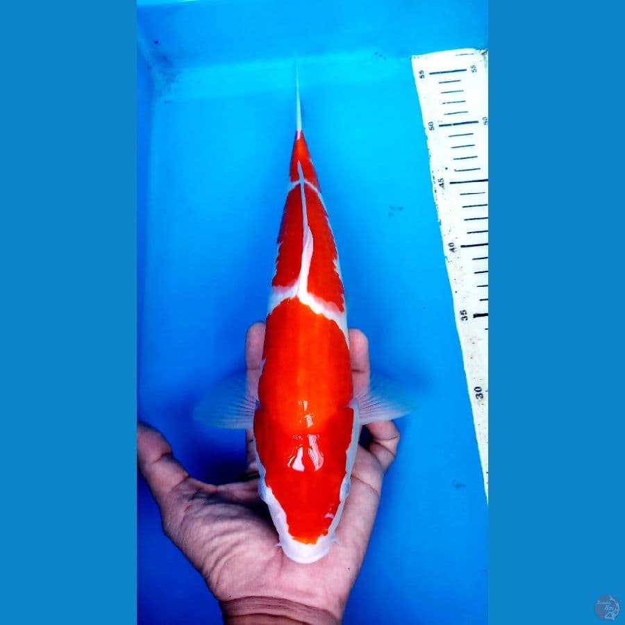 KOHAKU 3 STEP 33 CM / MALE