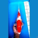 KOHAKU 33 CM / MALE
