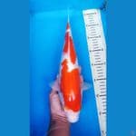 KOHAKU 35CM / FM
