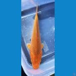 karamel bahan keep 19 cm