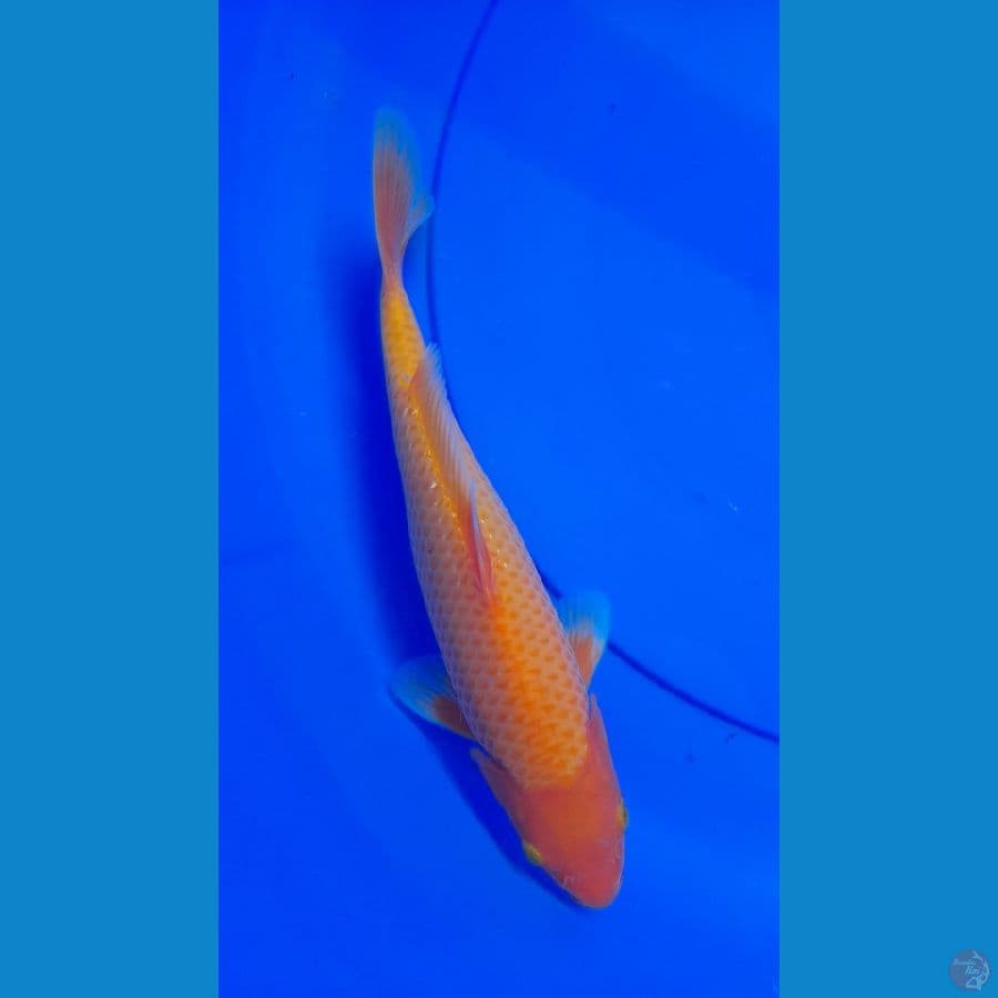 Benigoi 27cm