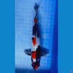 25 cm maruten showa