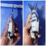 tategoi 20 cm 