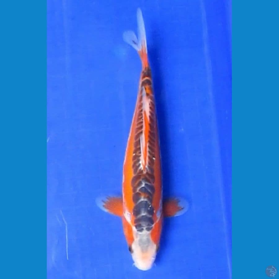 HANA SHUSUI 25CM