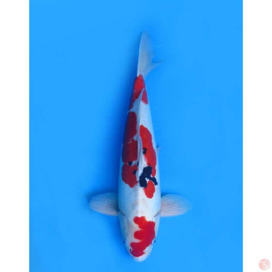 50cm , Jumbo !! Red Doitsu Sanke