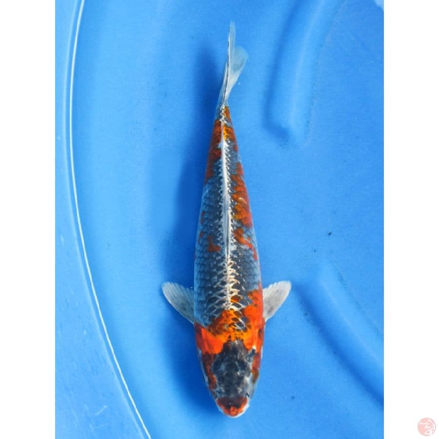 32cm , Benigiga 