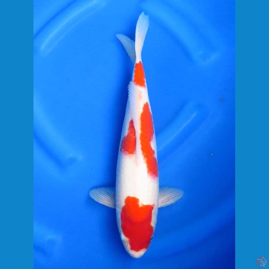 37cm , F1 Kohaku No Bocor
