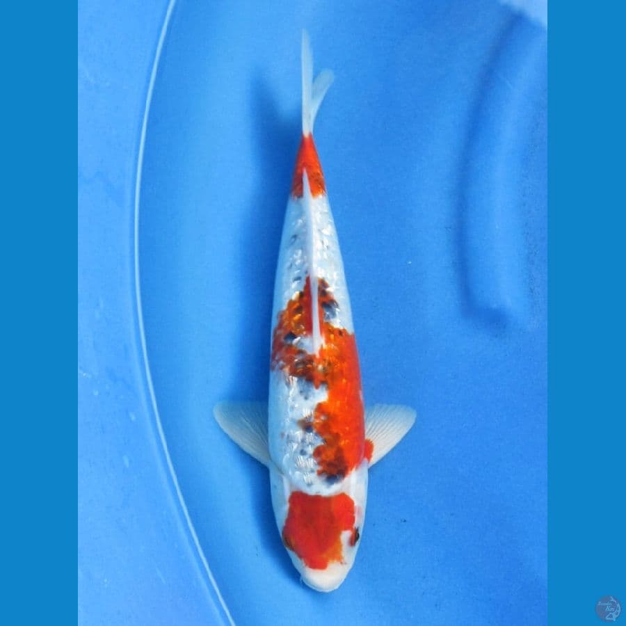 33cm , Red Ghosiki