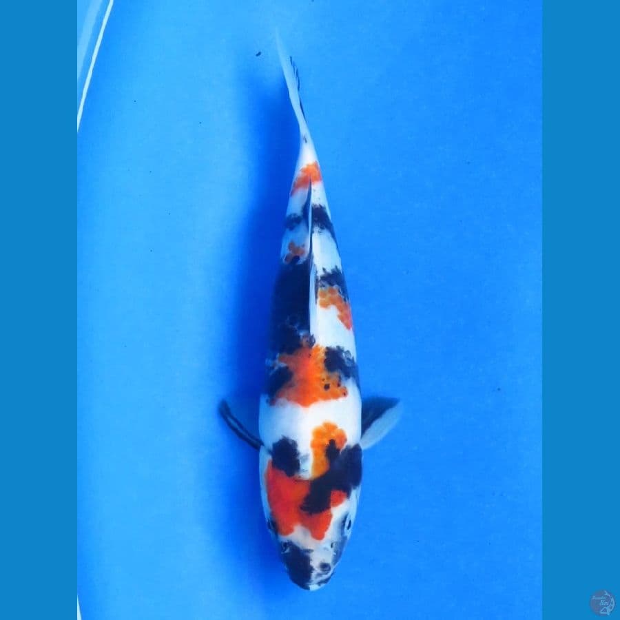 20cm , SQ Showa