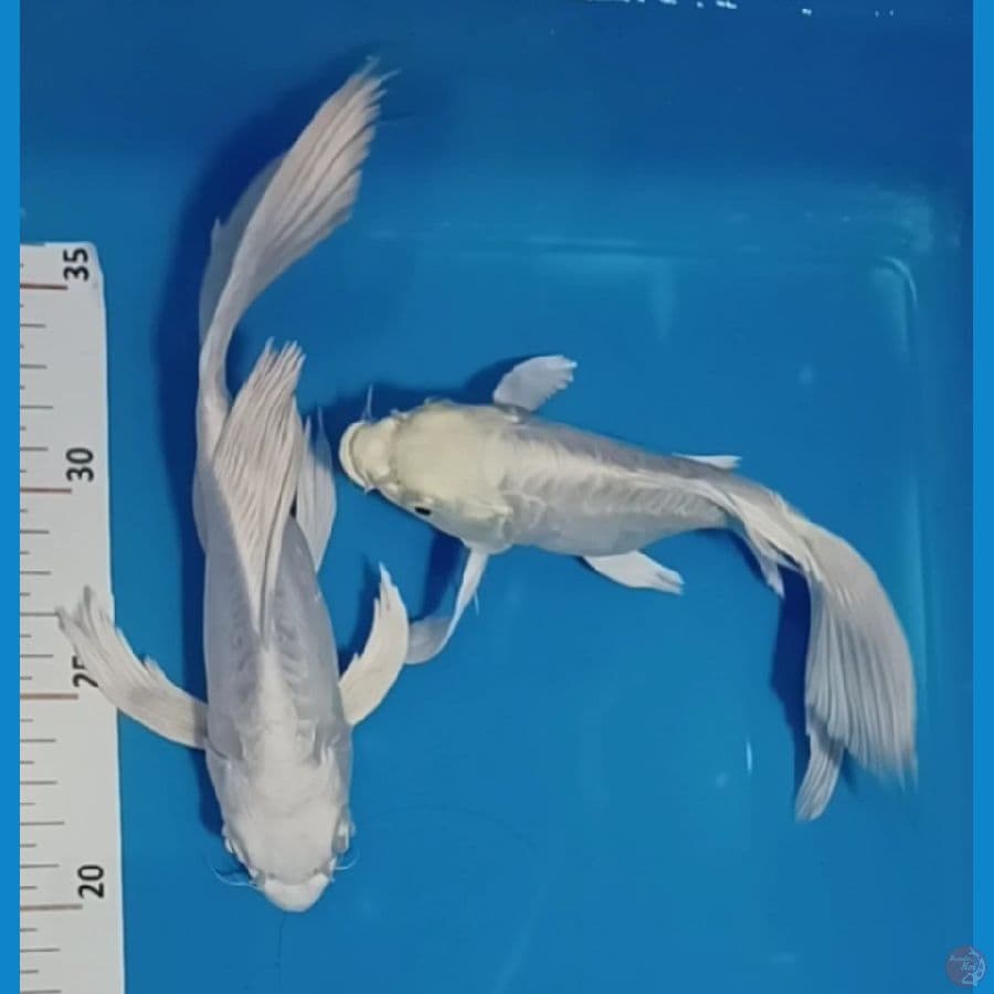 pelattinum shotbodiy 18 20 cm.male