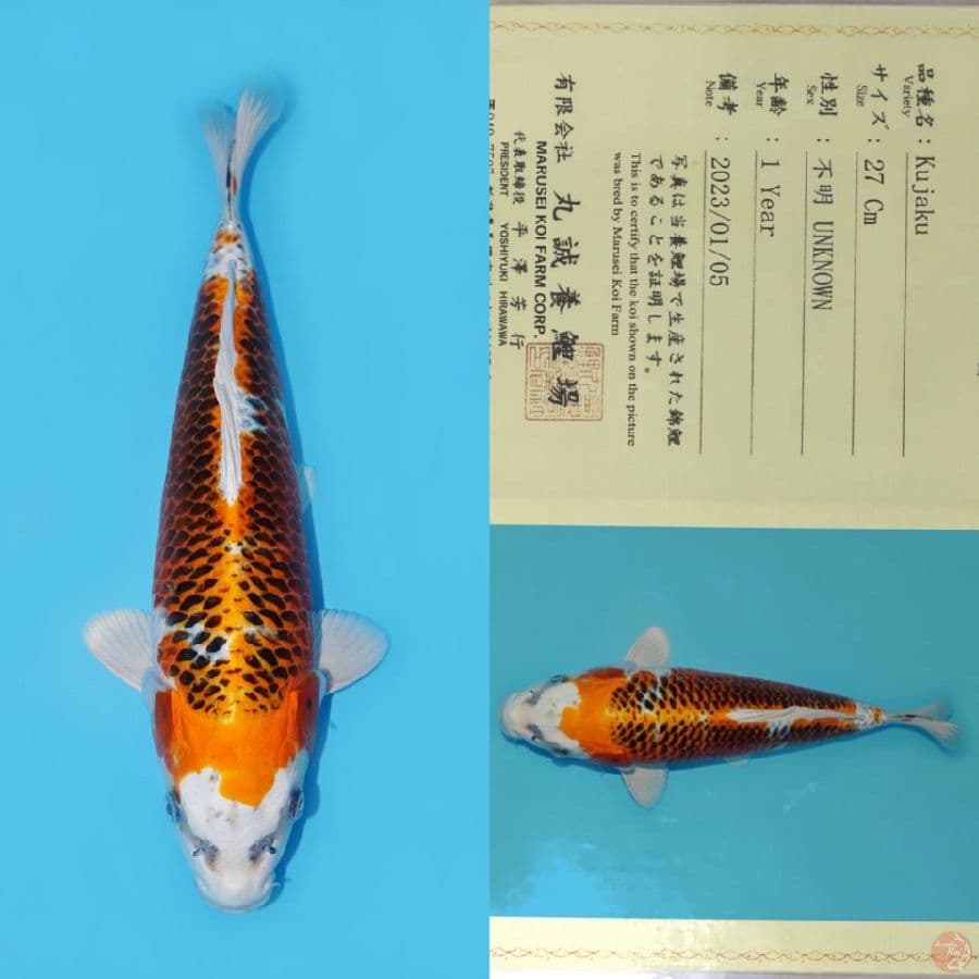 MARUSEI KUJAKU HQ 35CM