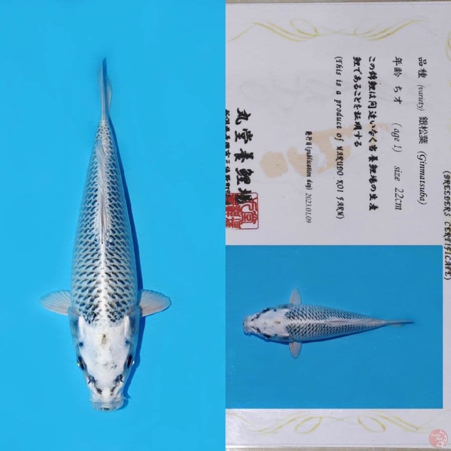 MARUDO GIN MATSUBA HQ 30CM