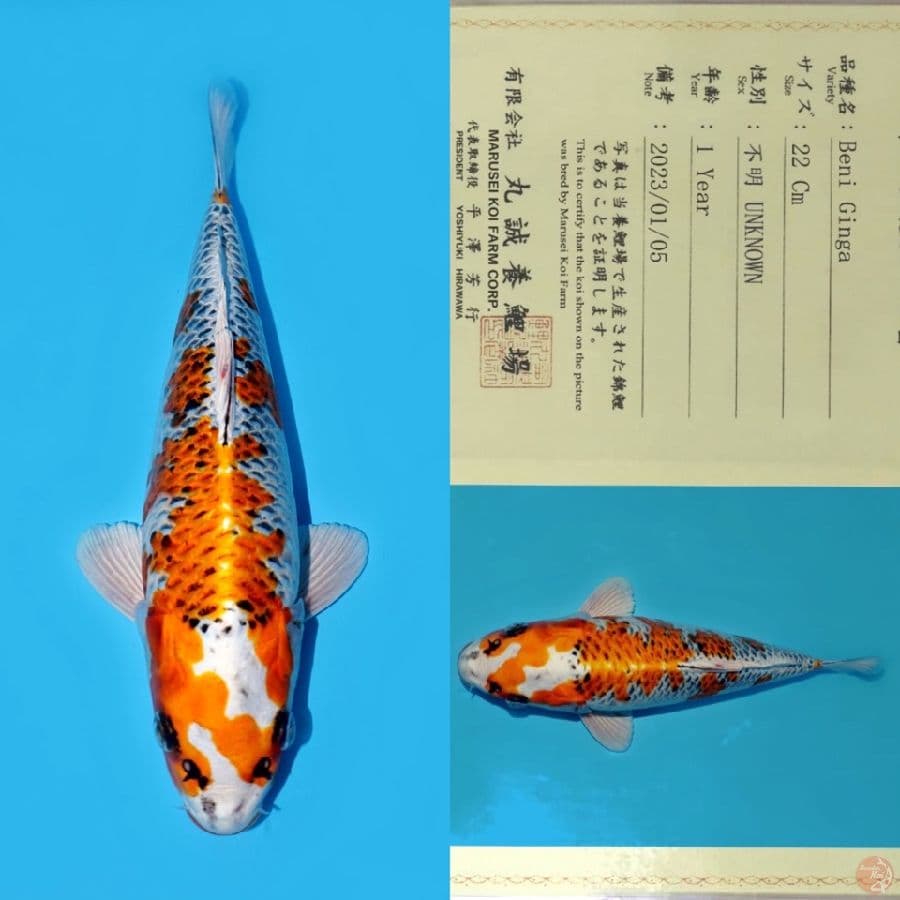 MARUSEI BENI GINGA HQ 30CM