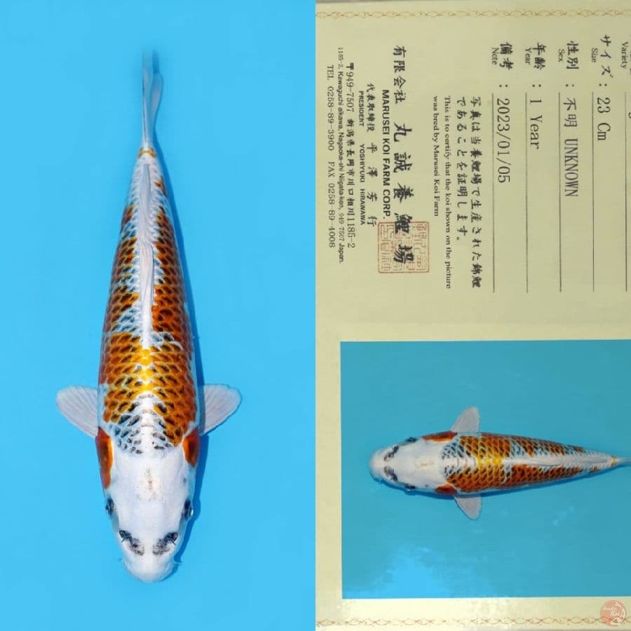 MARUSEI KUJAKU HQ 31CM (Rare Pattern/Unique)