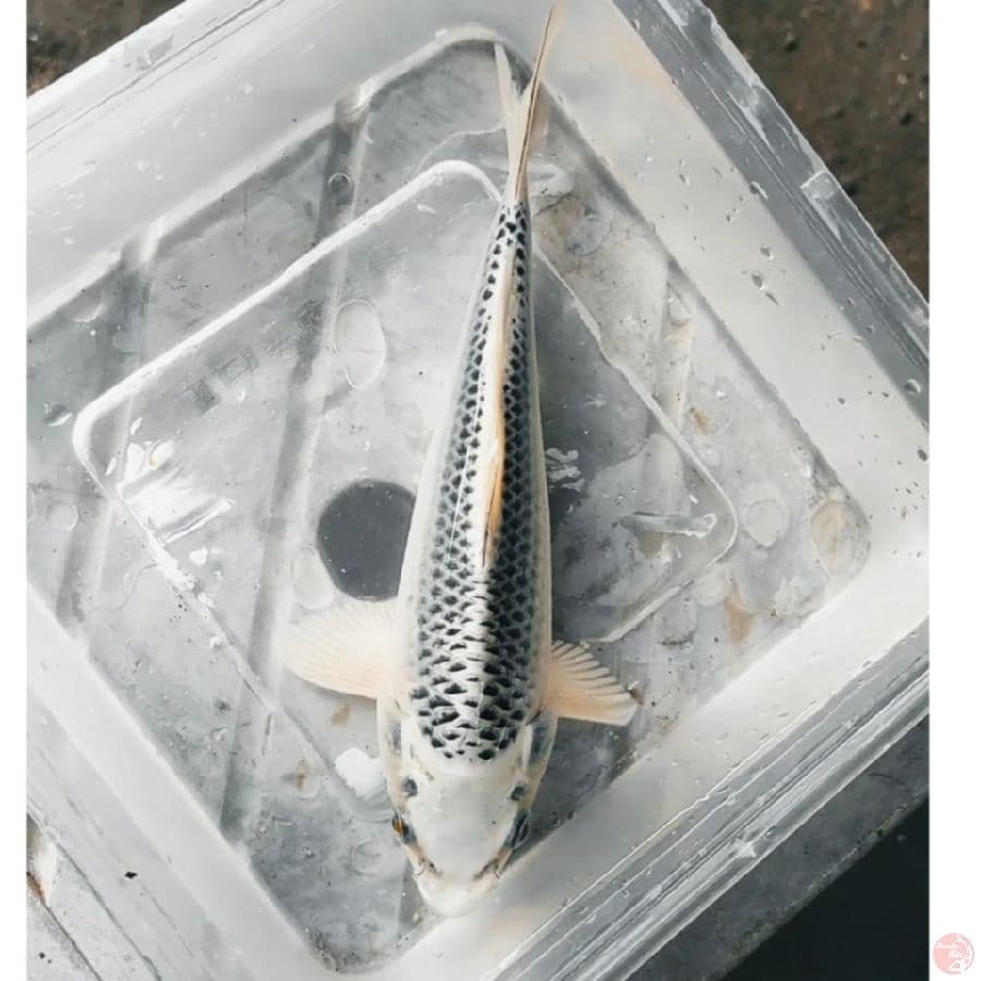 minon matsuba rediso m20cm