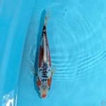 shusui 25cm
