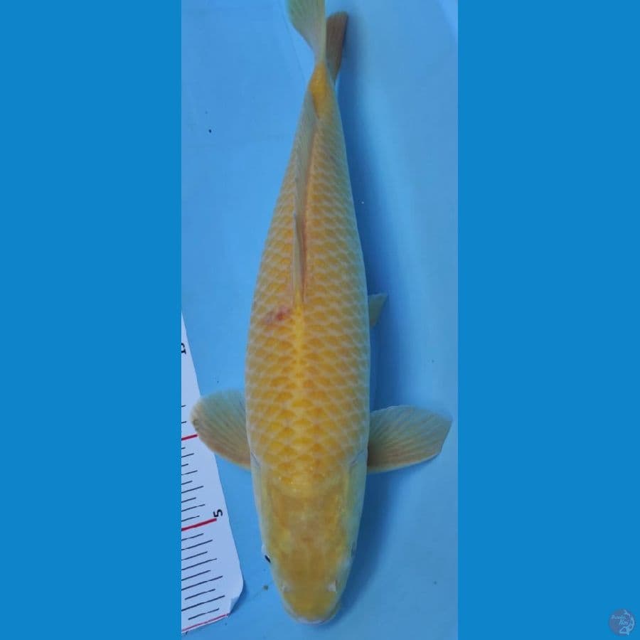 karasi pop cron 42cm